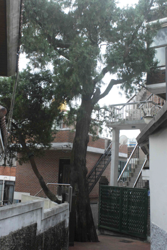 500살이 넘은 구로구 가리봉동 측백나무가 수술대에 오르고 나무 주변은 쾌적한 주민쉼터가 조성된다. 구로구(구청장 이성)는 &quot;가리봉동 측백나무의 생육환경 개선과 인근 주민들의 휴식공간 확보를 위해 가리봉동 13-10번지 일대에 '측백나무 보호수 정자마당'을 조성한다&quot;고 5일 밝혔다. 구로구 제공